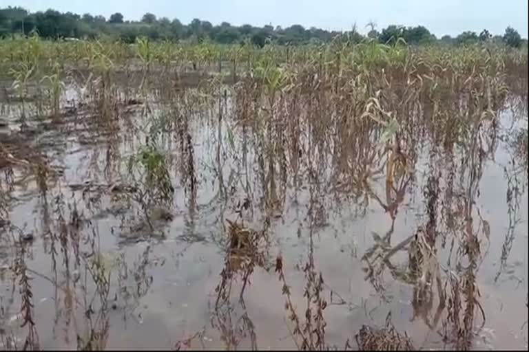 heavy rain in marathwada