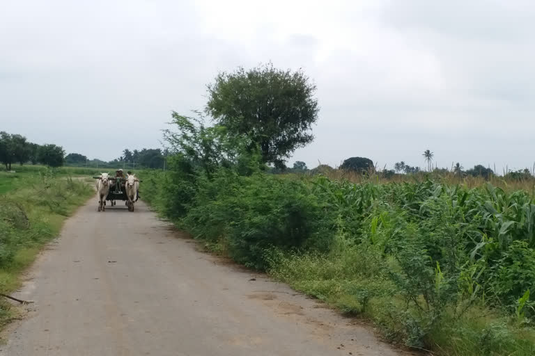 Increasing rainfall in Bellary