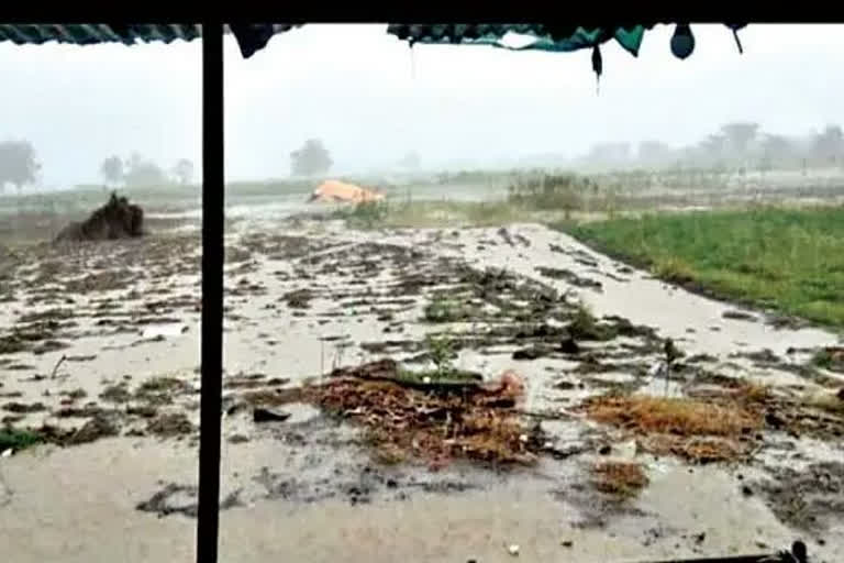 Damage to agriculture due to return rains