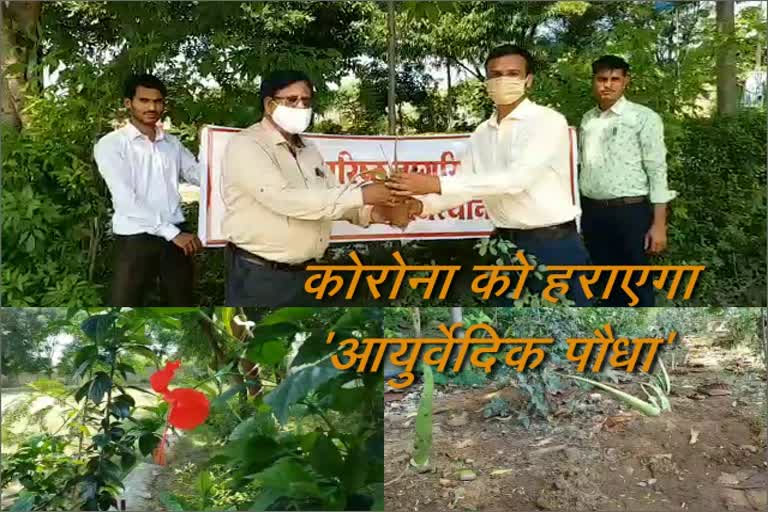 आयुर्वेदिक पौधे का वितरण, Ayurvedic plant decoction distribution