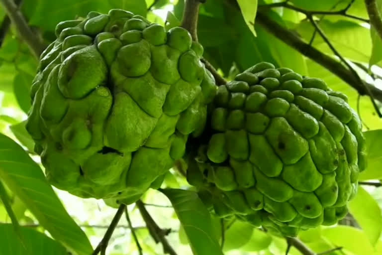 KODAIKANAL CASTED APPLE