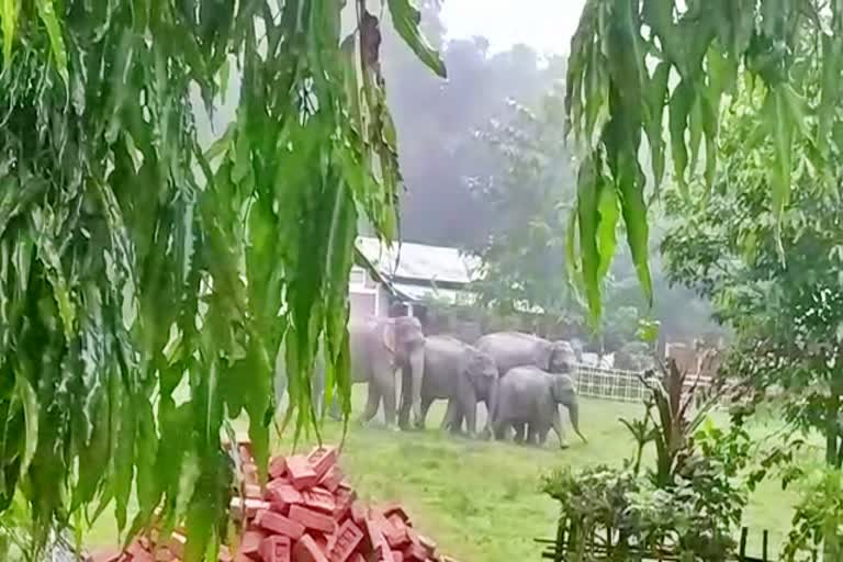 Wild elephant are seen at various place in numaligarh golaghat assam etv bharat news