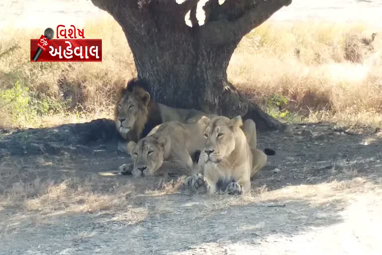 સિંહોને રેડિયો કોલરના મુદ્દેે શક્તિસિંહ ગોહિલે રાજ્યસભામાં ઉઠાવ્યા પ્રશ્નો, વનવિભાગે આપ્યો રદિયો