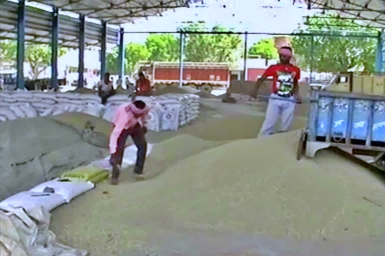 farmer upset due to slow procurement in loharu grain market