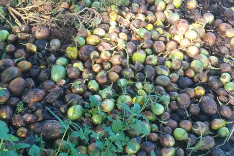 Crops wasted in two to three days of rain