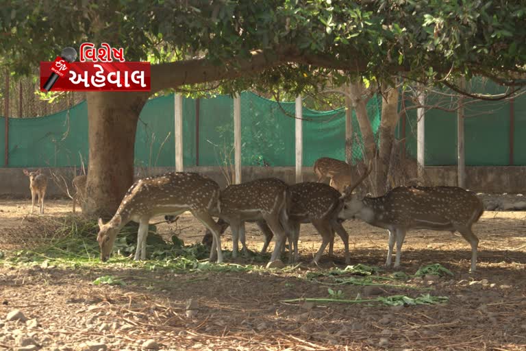 હરણ અને દિપડાં વચ્ચે ફુડ ચેઈન બનાવવા વાંસદા નેશનલ પાર્કમાં ખાસ અભિયાન