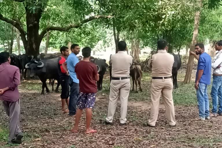 Cattle smuggling in Surguja