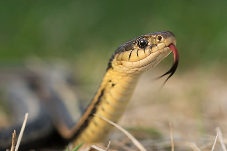 snake bite to three children in a family at kadapa