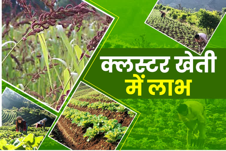 Dehradun Cluster Farming