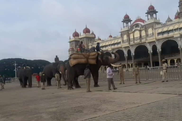 ಅಂಬಾರಿ ಮರದ ತಾಲೀಮು