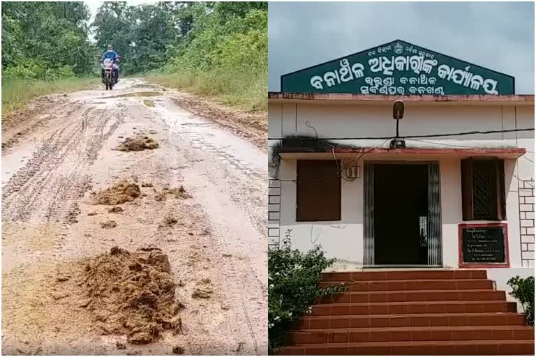 elephant damage the house and paddy in subarnapur