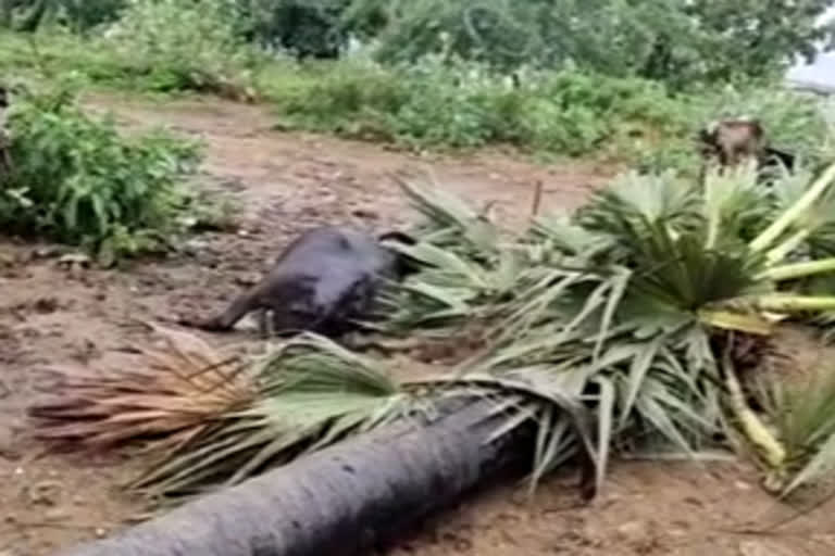 deep depression effect on vishaka patnam