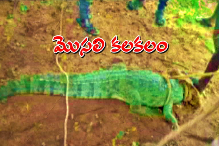 crocodile came into rangapuram village