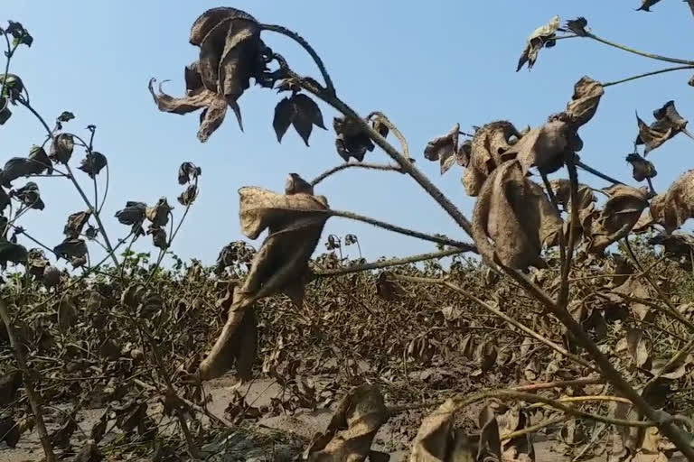 crop-destruction-in-yadagiri