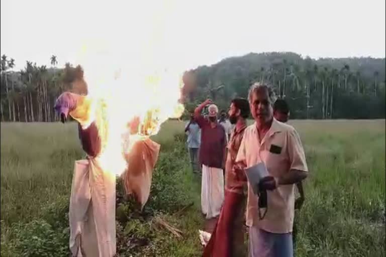 vayalkkilikal burns pinaray vijayans effigy  നിതിൻ ഗഡ്‌കരിയുടെയും മുഖ്യമന്ത്രി പിണറായി വിജയന്‍റെയും കോലം കത്തിച്ച് വയൽക്കിളി  കീഴാറ്റൂർ വയൽക്കിളികൾ  വയൽക്കിളി സമരം  കീഴാറ്റൂർ ബൈപ്പാസ്  കണ്ണൂർ  vayalkkilikal burns nitin gadkari effigy  burns nitin gadkari effigy