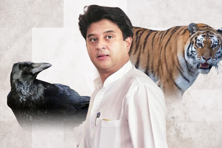 Jyotiraditya Scindia