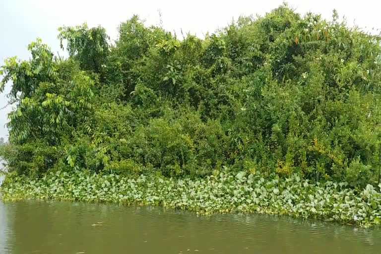 Mangroves are being planted in Kumarakom