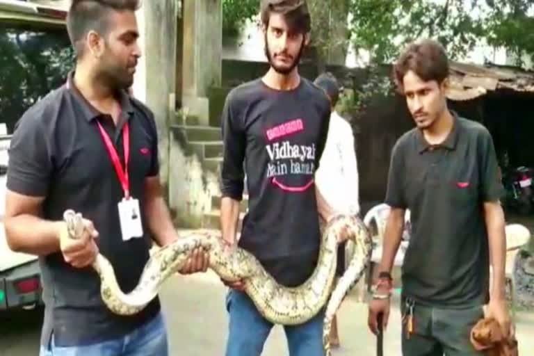 python-found-in-dsp-office-compound-in-dhanbad