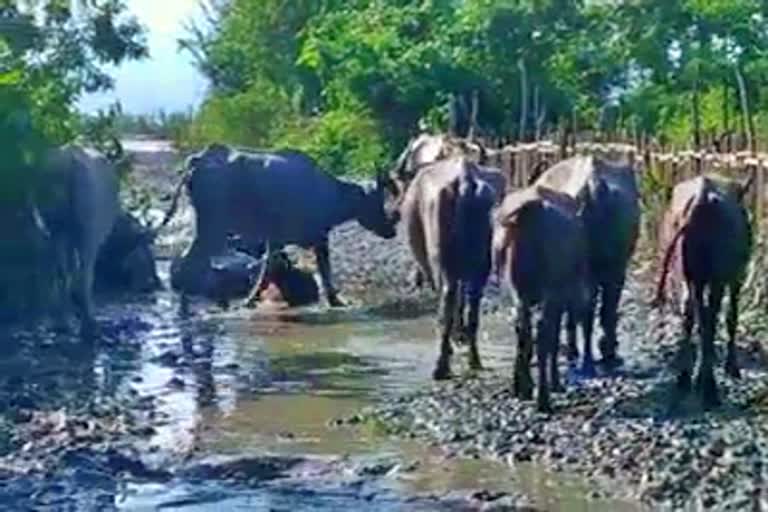 বনৰীয়া ম'হৰ সন্ত্ৰাস