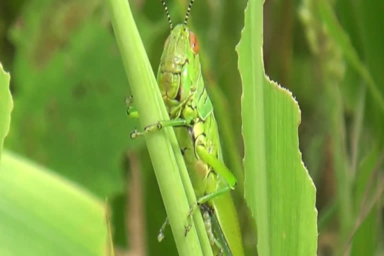 Ways to control locust attack!