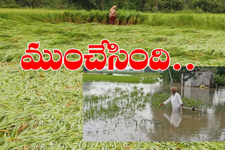 The crop was submerged by the rains in sangareddy district