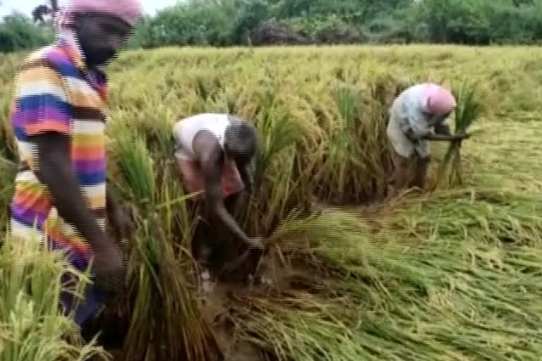 crop fields