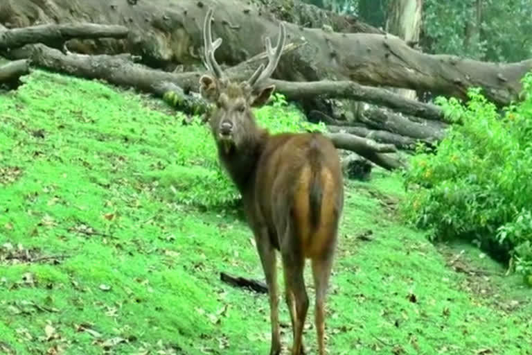 udhagamandalam-deer-park