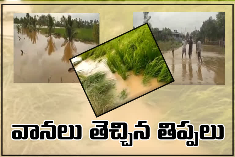 crops have damaged due to heavy rains in west godavari