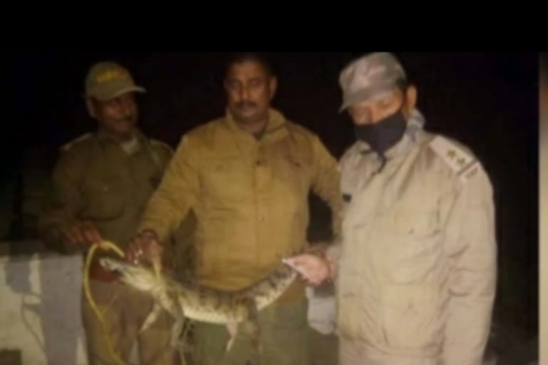 crocodiles coming out in populated areas in Khatima