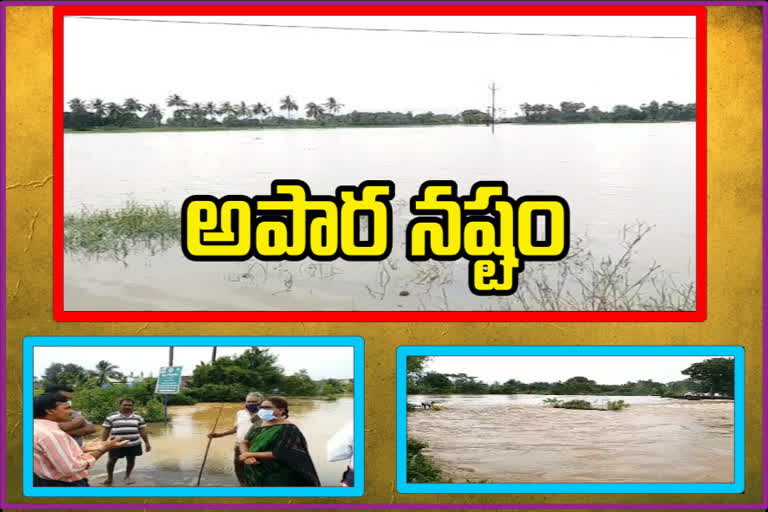 crop-damaged-with-heavy-rains-in-east-godavari-district