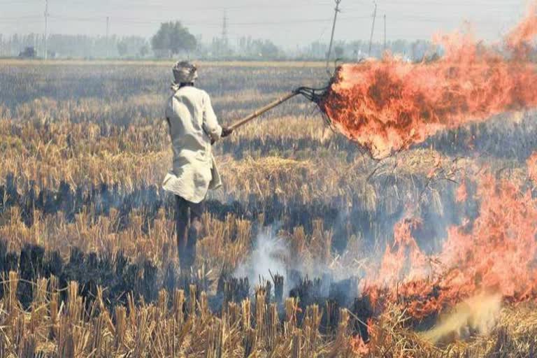 stubble burning in yamunanagar