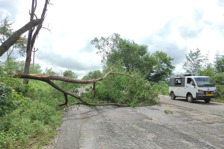 tree collapsed in warangal khammam main road due to heavy rains