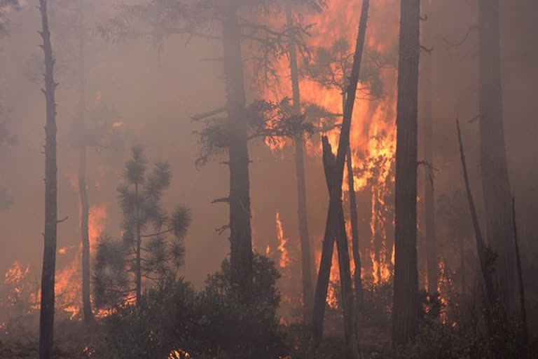 Africa's highest peak Mount Kilimanjaro on fire  Mount Kilimanjaro on fire  Mount Kilimanjaro  കിളിമഞ്ചാരോ പർവ്വതം  ഡോഡോമ  ആഫ്രിക്ക  കിളിമഞ്ചാരോയിൽ തീപിടിത്തം