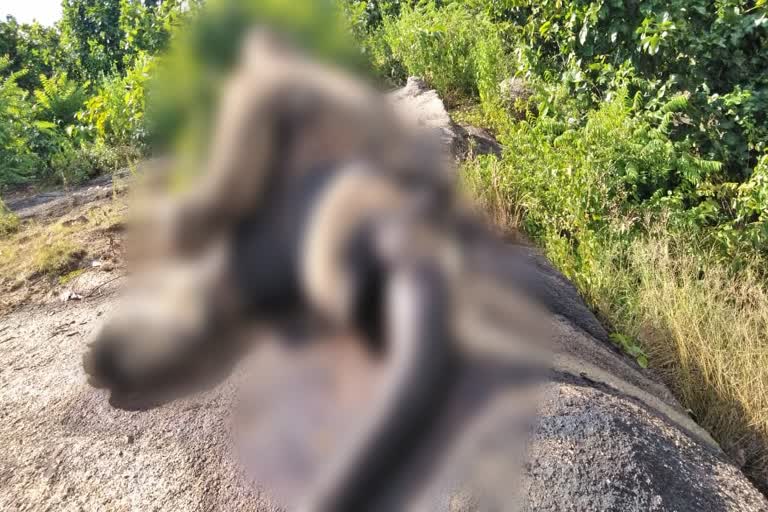 elephant-dead-body-found-in-jashpur-forest