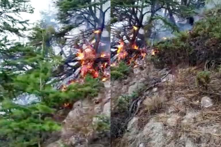 fire broke out in ribba forest in kinnaur