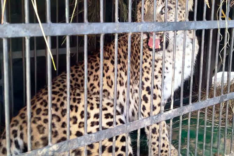 Leopard terror in Berinag