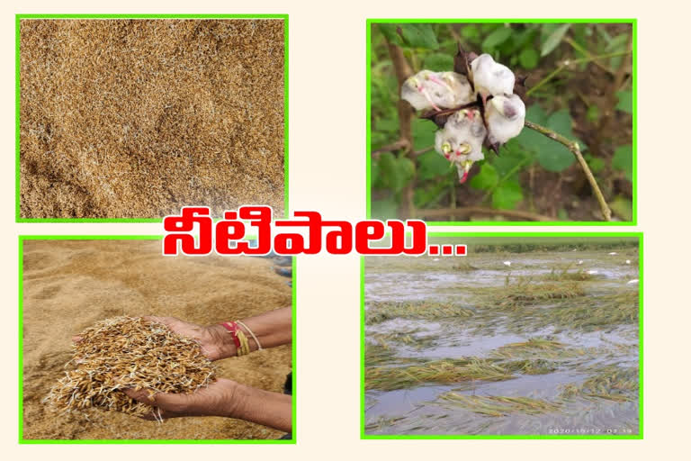 crops lose in huzurabad division in karimnagar district