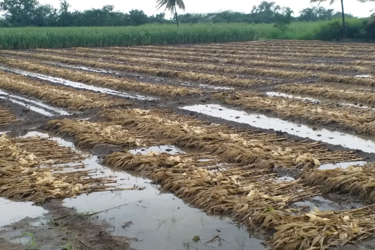 heavy rain Crop damage  in Chikodi