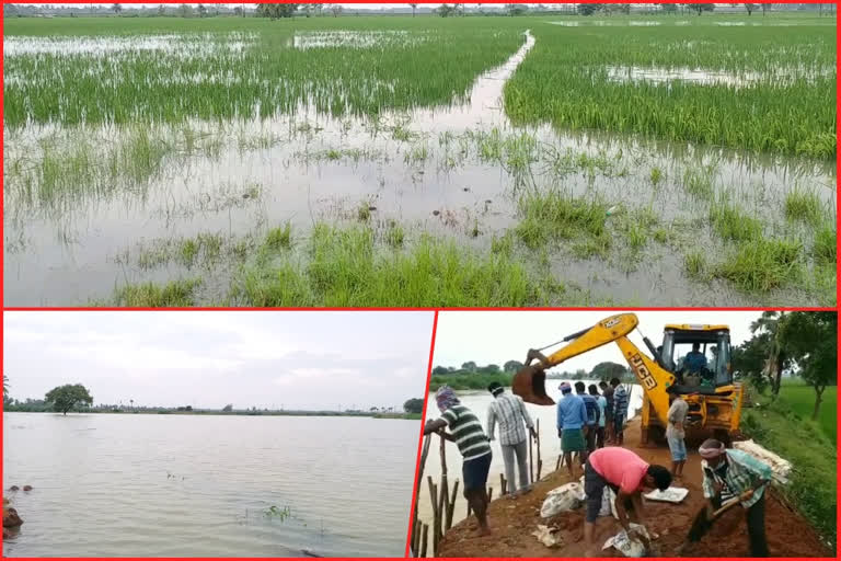 rain effect in west godavari district