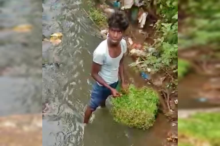 coriander washing in Drainage water, coriander washing in Drainage water at Hubballi, coriander washing, coriander washing news, ಚರಂಡಿ ನೀರಿನಲ್ಲಿ ಕೊತ್ತಂಬರಿ ತೊಳೆದ ಯುವಕ, ಹುಬ್ಬಳ್ಳಿಯಲ್ಲಿ ಚರಂಡಿ ನೀರಿನಲ್ಲಿ ಕೊತ್ತಂಬರಿ ತೊಳೆದ ಯುವಕ, ಚರಂಡಿ ನೀರಿನಲ್ಲಿ ಕೊತ್ತಂಬರಿ ತೊಳೆಯುವ ಸುದ್ದಿ,