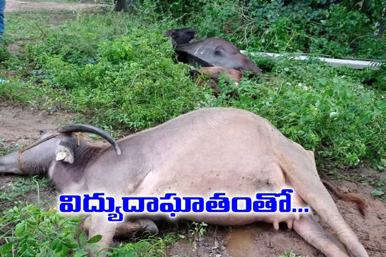 4-buffellows-died-with-current-shock-at-madikonda-in-warangal-urban