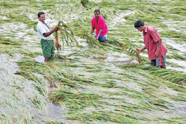 తూర్పుగోదావరి జిల్లా పెద్దపూడి మండలంలో ముంపునీటిలో వరి పనులు