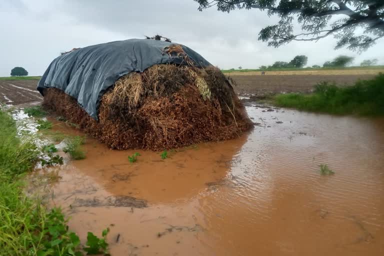 wet-drought-in-maharashtara