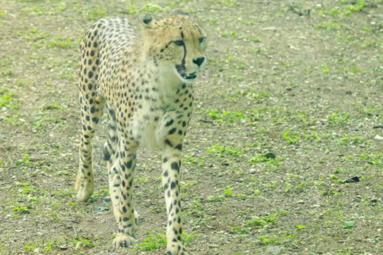 Opportunity to watch Africa Cheetah