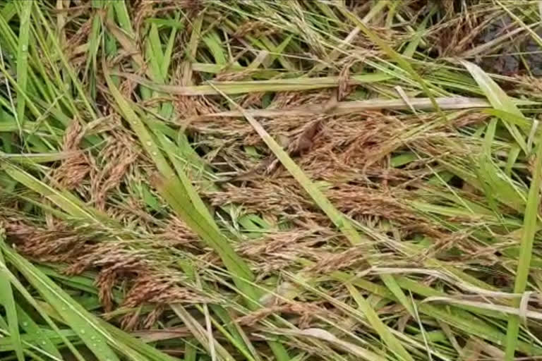 Paddy crop in danger in Raigad