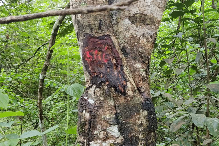 Thousands of trees die on Shirasi-Kumata road development