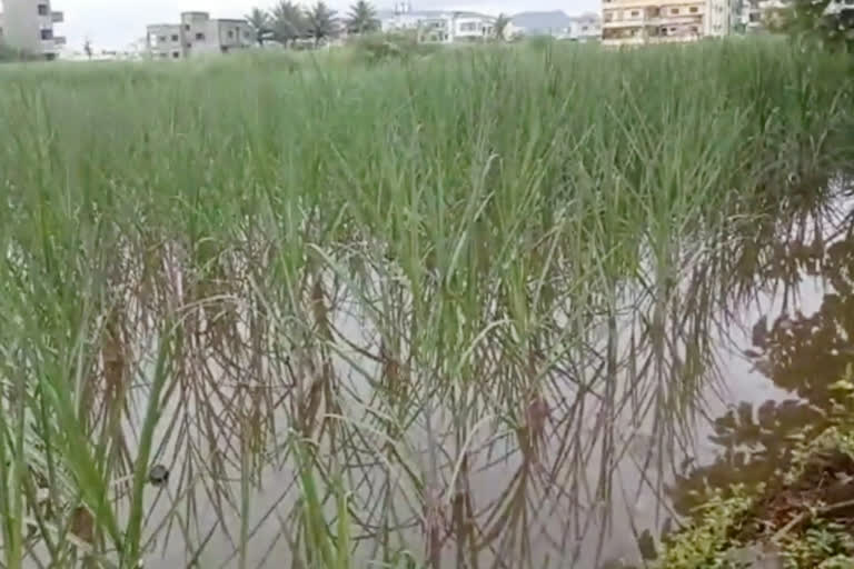 Guardian Minister orders to review the damaged crops in affected area in satara