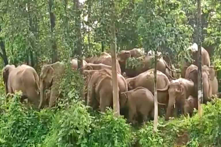 Team of elephants