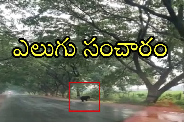 a bear roaming in  West Narsapuram and Dandumitta Tanda