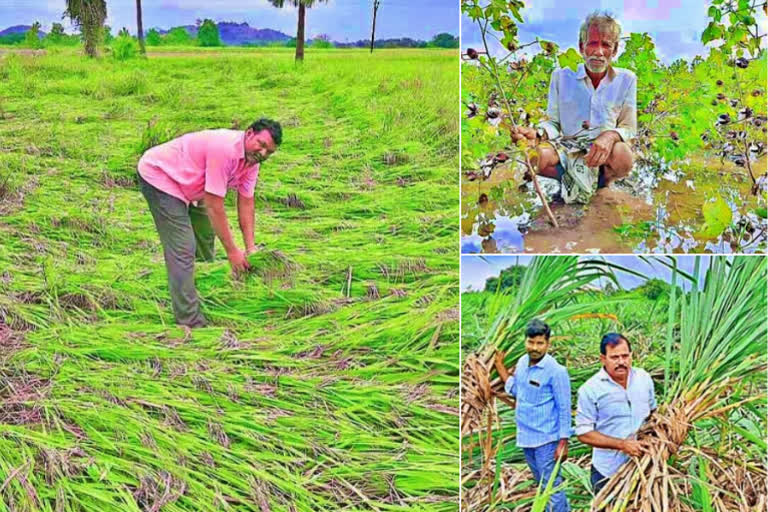 heavy crop loss in telangana due to heavy rains